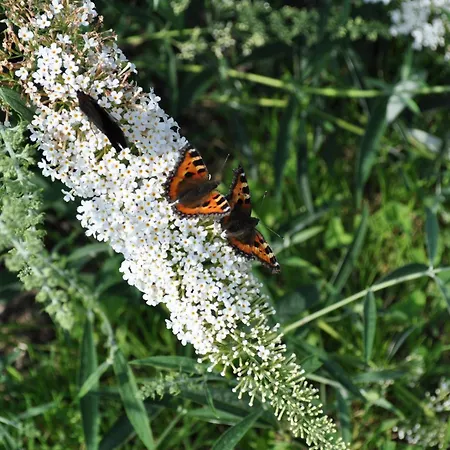 Bed & Breakfast Koebenhovedskov