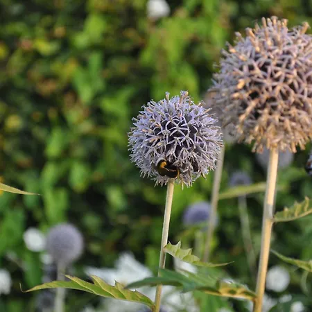 Koebenhovedskov Bed & Breakfast 3*