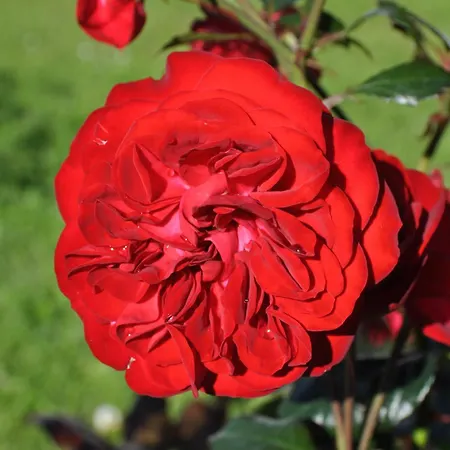 Koebenhovedskov Bed & Breakfast Rødding